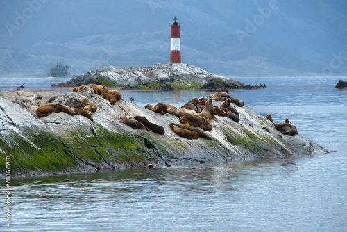 Photography Les Eclaireurs lighthouse and Sea Lions in the Beagle Channel, Argentina