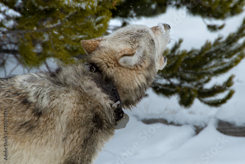 Wolf howling in the snow at Yellowstone National Park.