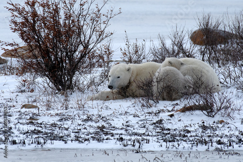 Mom and cub polar bear resting near Churchill, Canada.
