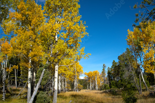 An aspen grove in the fall along the Grand Loop Road southwest of Mammoth Hot Springs.