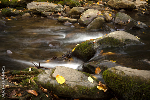 Slow moving stream with fall leaves in the Great Smoky Mountains National Park.