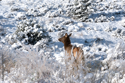 Female elk in the snow at Yellowstone National Park.