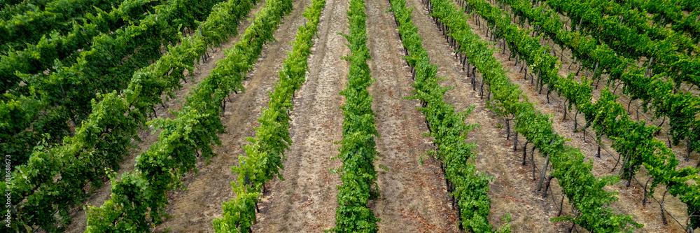 Aerial view of grape vines in rural Mandurah, Western Australia, Australia. Aerial view of grape vines in rural Mandurah, Western Australia, Australia.