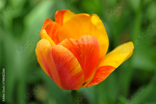 Yellow and red darwin hybrid    Blushing Apeldoorn    in flower.