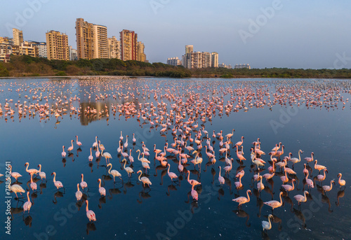 Aerial view of pink flamingos standing in the water at Flamingo, Seawoods, Navi Mumbai, India. photo