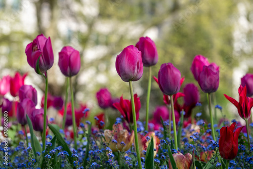 Colourful tulips  photographed in springtime at Victoria Embankment Gardens on the bank of the River Thames in central London  UK.