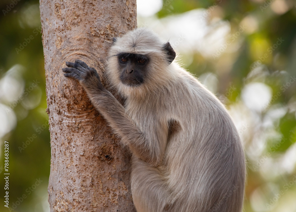 Obraz premium A Langur monkey on safari at Tadoba National Park in Tadoba Andhari Tiger Reserve in Chandrapur, Maharashtra, India