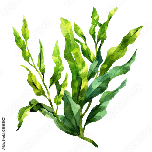 vegetable - kelp is valued for its unique umami flavor and versatile texture.