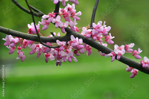 Branch with bright pink small flowers of spring blooming Eastern redbud tree 'Cercis canadensis' . Landscaping, gardening , awakening of nature concept. Free copy space.