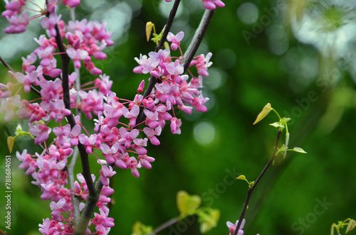 Branches of  flowering redbud tree (Cercis canadensis)  closeup photo. "Forest Pansy"  blooming against spring greenery blurred boken background .Landscaping ,gardening concept. Free copy space.