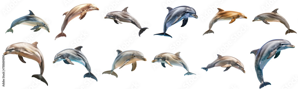 Playful dolphins leaping and swimming isolated cut out png on transparent background Playful dolphins leaping and swimming isolated cut out png on transparent background