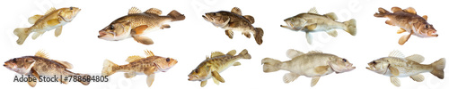 Freshwater cod fish varieties swimming isolated cut out png on transparent background