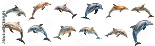 Playful dolphins leaping and swimming isolated cut out png on transparent background