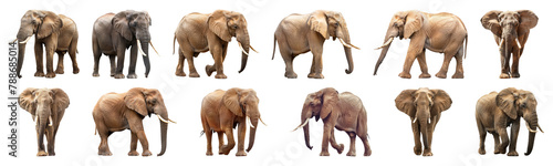 Majestic African elephants standing isolated cut out png on transparent background