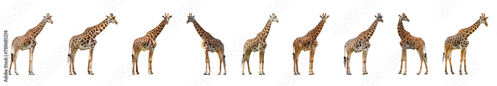 Naklejka premium Serene giraffes with distinctive patterns standing isolated cut out png on transparent background
