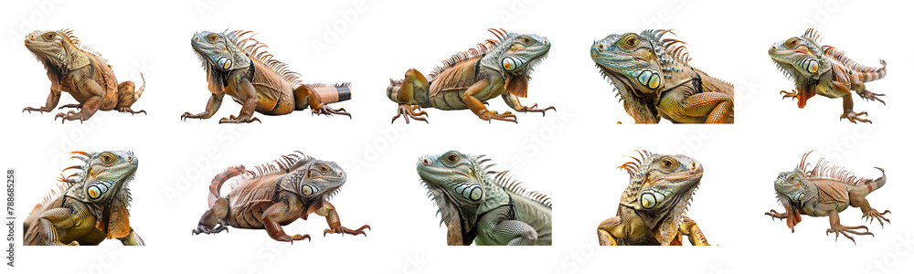 Obraz premium Diverse iguanas in natural poses isolated cut out png on transparent background