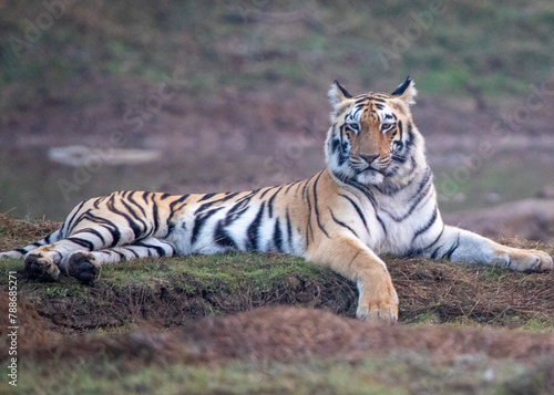A tiger on safari at Tadoba National Park in Tadoba Andhari Tiger Reserve in Chandrapur  Maharashtra  India