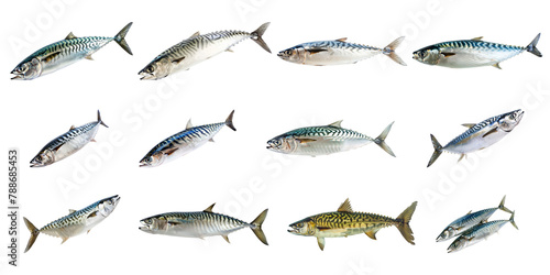 Atlantic mackerel fish isolated in various movements cut out png on transparent background
