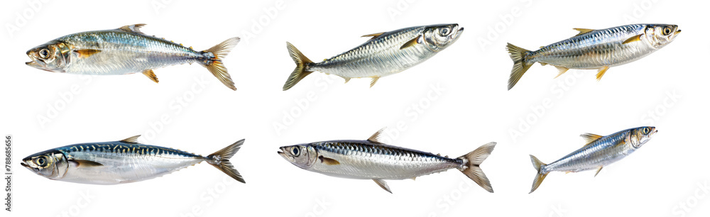 Sardine shoal isolated cut out png on transparent background Sardine shoal isolated cut out png on transparent background
