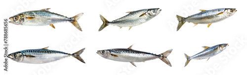 Sardine shoal isolated cut out png on transparent background