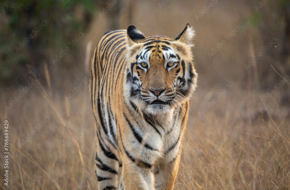 Tigress on safari at Tadoba National Park in Tadoba Andhari Tiger Reserve in Chandrapur, Maharashtra, India Tigress on safari at Tadoba National Park in Tadoba Andhari Tiger Reserve in Chandrapur, Maharashtra, India