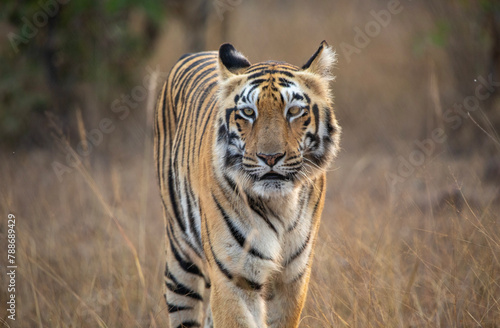 Tigress on safari at Tadoba National Park in Tadoba Andhari Tiger Reserve in Chandrapur  Maharashtra  India