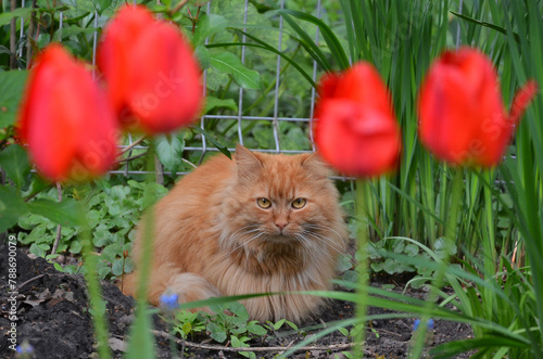 Fluffy redhead cat in spring garden sits among blooming tulips. Home pets  in spring , awakening of nature concept.  