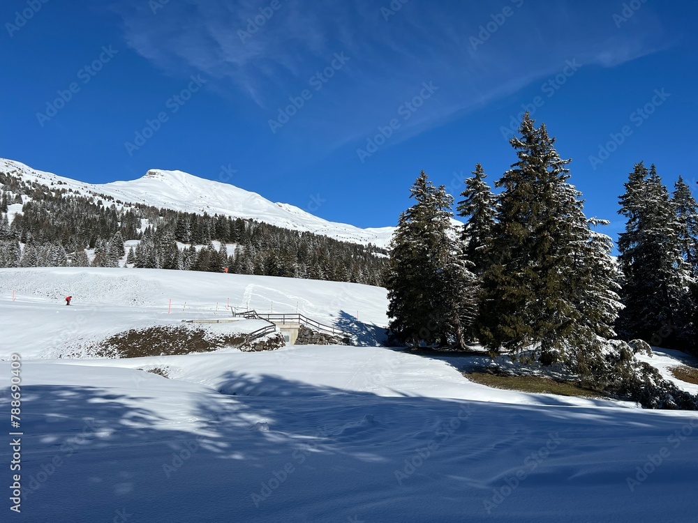 Picturesque canopies of alpine trees in a typical winter atmosphere after the winter snowfall above the tourist resorts of Valbella and Lenzerheide in the Swiss Alps - Canton of Grisons, Switzerland Picturesque canopies of alpine trees in a typical winter atmosphere after the winter snowfall above the tourist resorts of Valbella and Lenzerheide in the Swiss Alps - Canton of Grisons, Switzerland