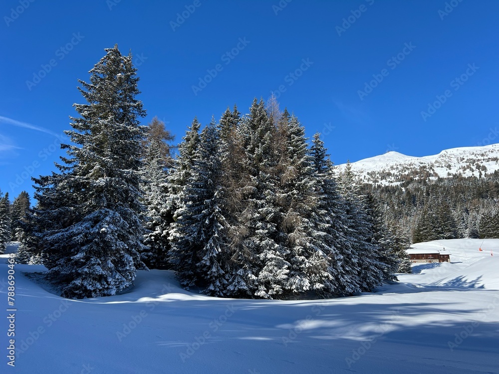 Fototapeta premium Picturesque canopies of alpine trees in a typical winter atmosphere after the winter snowfall above the tourist resorts of Valbella and Lenzerheide in the Swiss Alps - Canton of Grisons, Switzerland