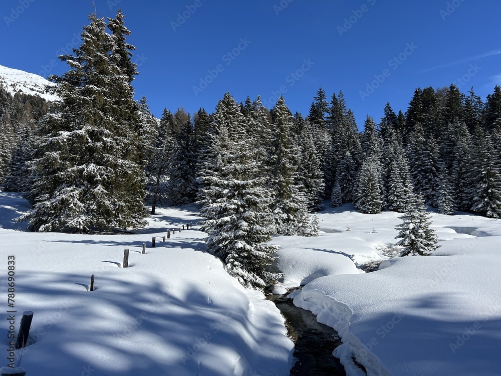 Picturesque canopies of alpine trees in a typical winter atmosphere after the winter snowfall above the tourist resorts of Valbella and Lenzerheide in the Swiss Alps - Canton of Grisons, Switzerland Picturesque canopies of alpine trees in a typical winter atmosphere after the winter snowfall above the tourist resorts of Valbella and Lenzerheide in the Swiss Alps - Canton of Grisons, Switzerland