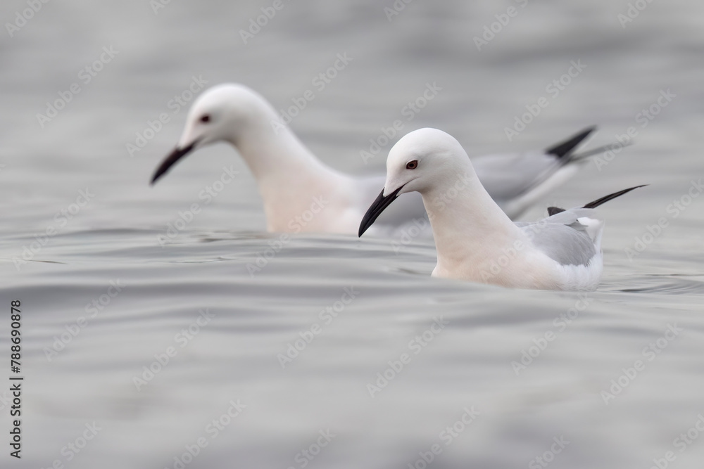 The slender billed gull (Chroicocephalus genei), mid-sized gull which breeds very locally around the Mediterranean and the north of the western Indian The slender billed gull (Chroicocephalus genei), mid-sized gull which breeds very locally around the Mediterranean and the north of the western Indian