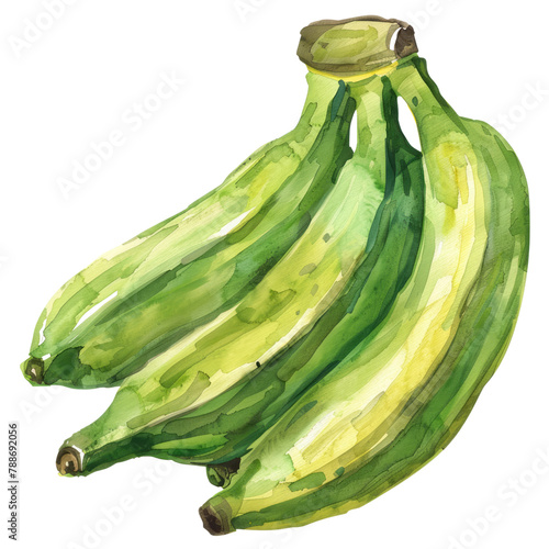 vegetable - Plantains are a type of banana cultivar that are starchy and less sweet than the common banana photo