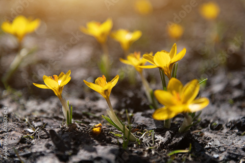 Yellow crocus wild flowers blooming in spring time © welcomeinside