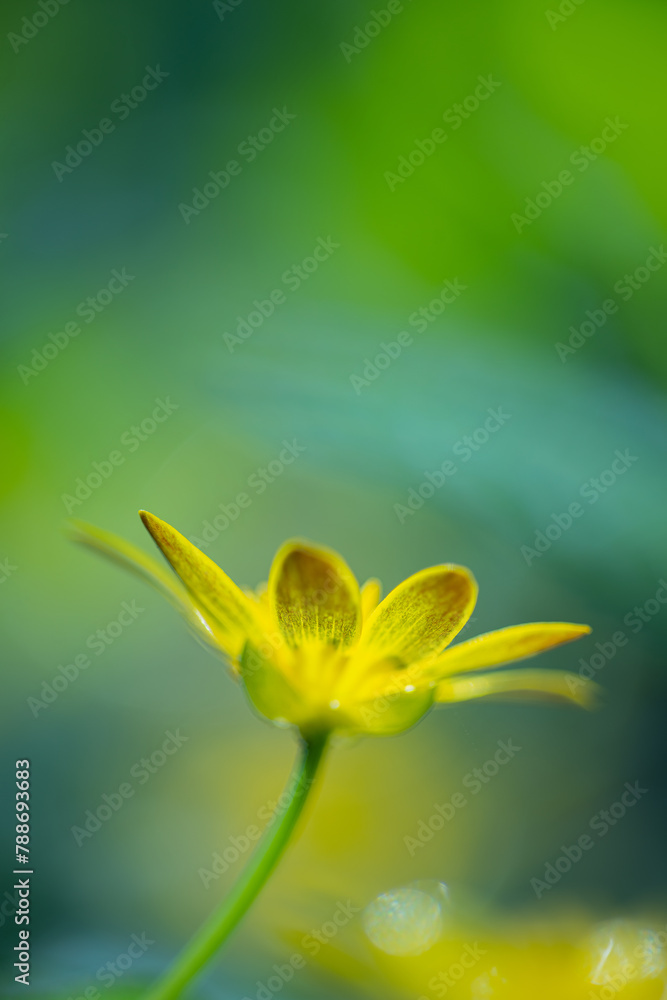 Obraz premium spring time flowers