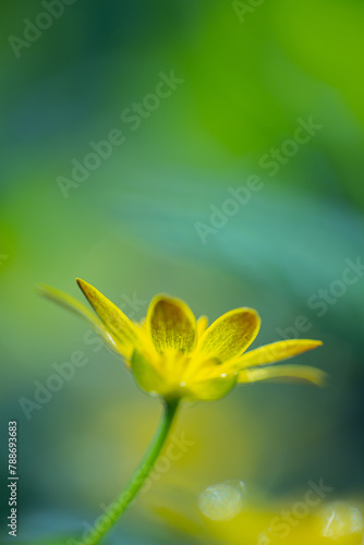 spring time flowers