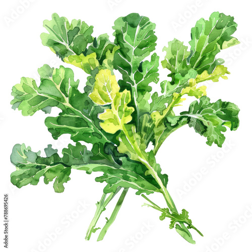 vegetable - Tasty.green kale.illustration ,.watercolor