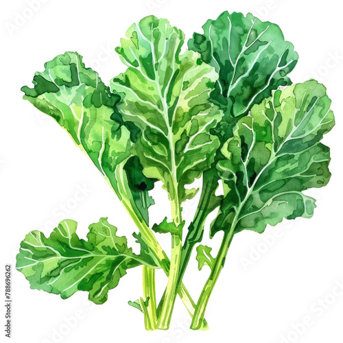 vegetable - Wonderful.green kale.illustration ,.watercolor
