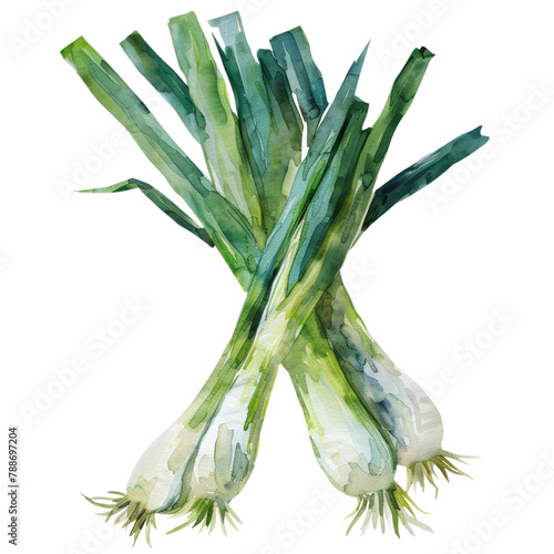 vegetable - Yummy.Scallions.illustration ,.watercolor