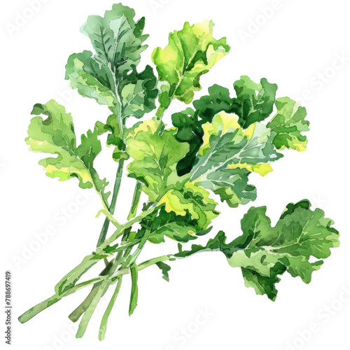 vegetable - Zestful.green kale.illustration ,.watercolor