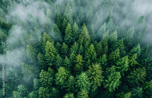 Green forest under the cover of clouds, spruce and pine trees, view from above. Sustainable forest. Lush green trees absorb CO2. Natural carbon sink. Nature concept. Earth Day.