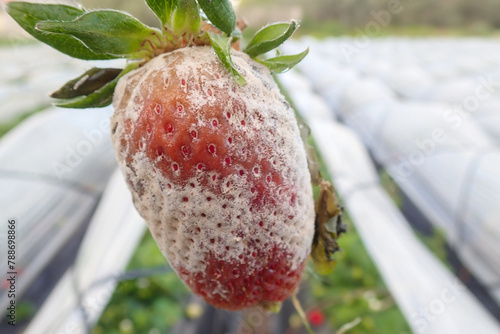 Fotografia moldy, strawberry, powdery, mildew, moldy strawberry, powdery mildew, rot, rotten, strawberries, garden, mold, plant, food, fruit, mouldy, red, waste, natural, mould, culture, organic, spore, berry