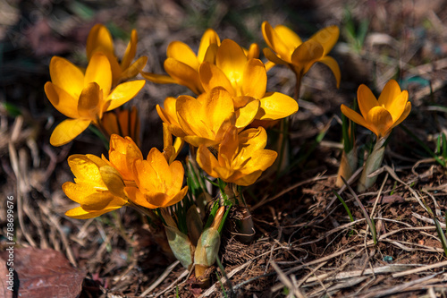 Yellow crocus wild flowers blooming in spring time © welcomeinside