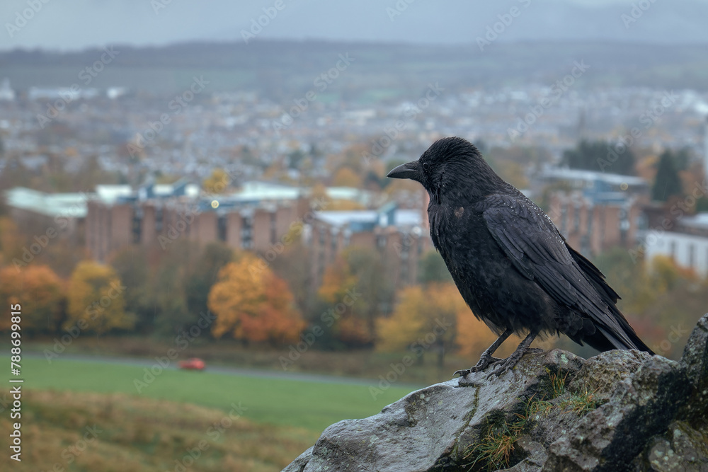 Obraz premium A raven sits on a cliff against the backdrop of a large city. Arthurs Seat, Edinburgh, Scotland