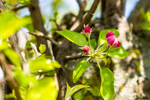 Pink buds, apple tree, green leaves. © Yevheniia