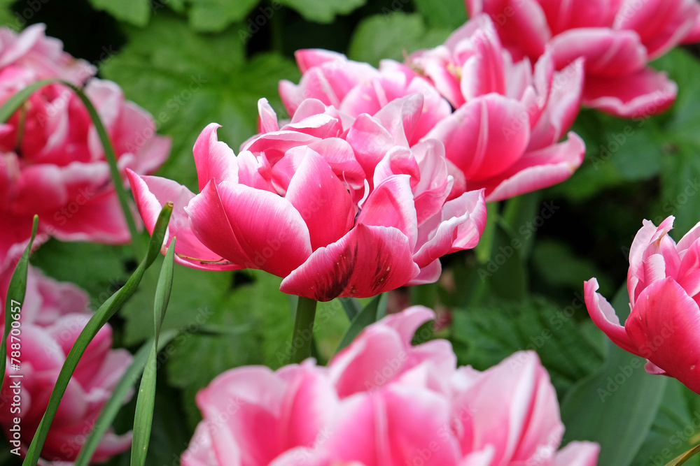 Pink and white double peony tulip, tulipa ‘Columbus’ in flower. Pink and white double peony tulip, tulipa ‘Columbus’ in flower.