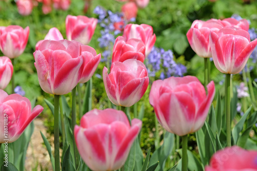 Bright pink and white triumph tulip, tulipa ‘Innuendo’ in flower.