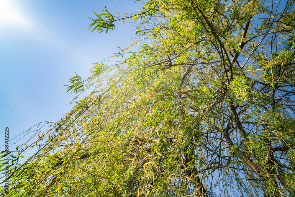Obraz premium Willow tree over water, lake. Sunny day.