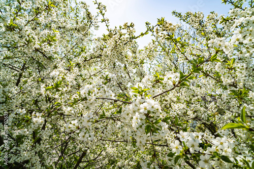 Blooming cherry branch, white flowers. Sunny day.