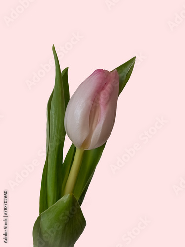 Small pale pink Tulip flower isolated against a pale pink background