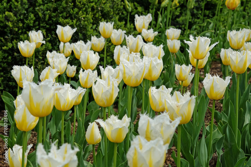 White and yellow fringed tulip, tulipa ‘Lemon Beauty’ in flower.